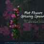 Pink Flowers Growing Upward - Premium cut-out