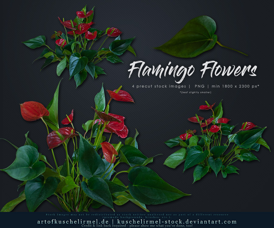 Flamingo Flower precut