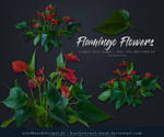 Flamingo Flower precut by kuschelirmel-stock