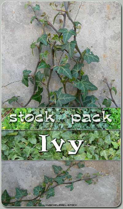 Stock Pack - Ivy