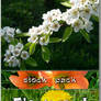 Stock Pack - Flowers 1