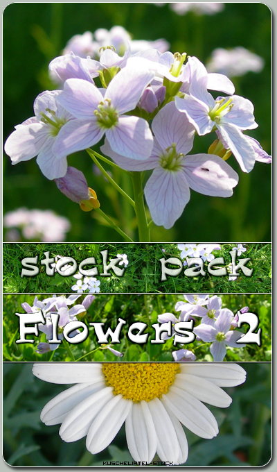 Stock Pack - Flowers 2