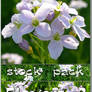 Stock Pack - Flowers 2