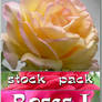 Stock Pack - Roses 1