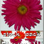 Stock Pack - Flowers 3