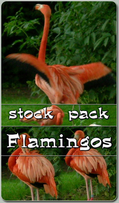 Stock Pack - Flamingos