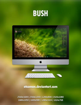 Bush