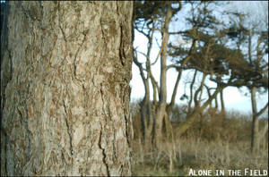 Alone in the Field