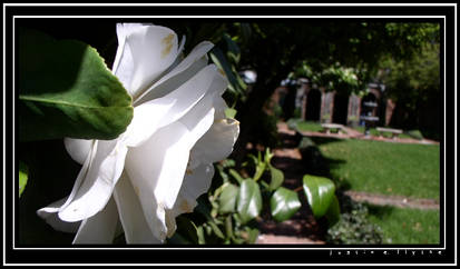 Blooms of White and Poe