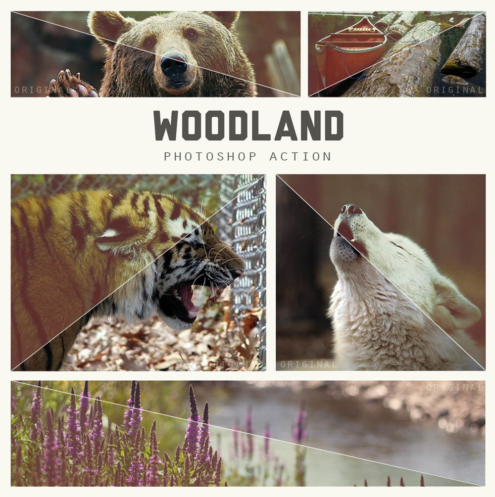 Woodland Photoshop Action