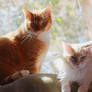 Pretty Boys