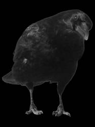 crow 2