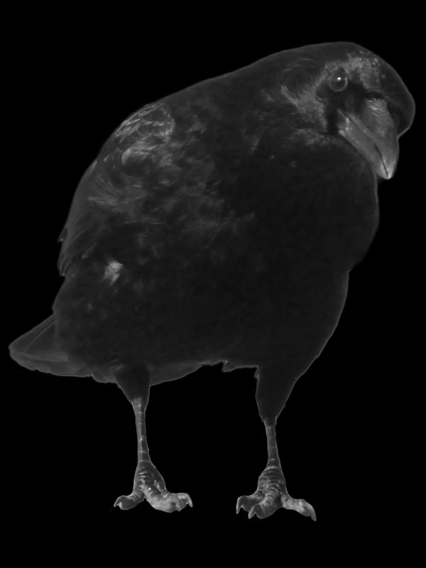 crow 2 by peroni68 on DeviantArt
