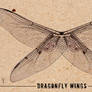 dragonfly wings