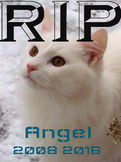 R.I.P Angel 2008-2016 by ryanclarke09 on DeviantArt