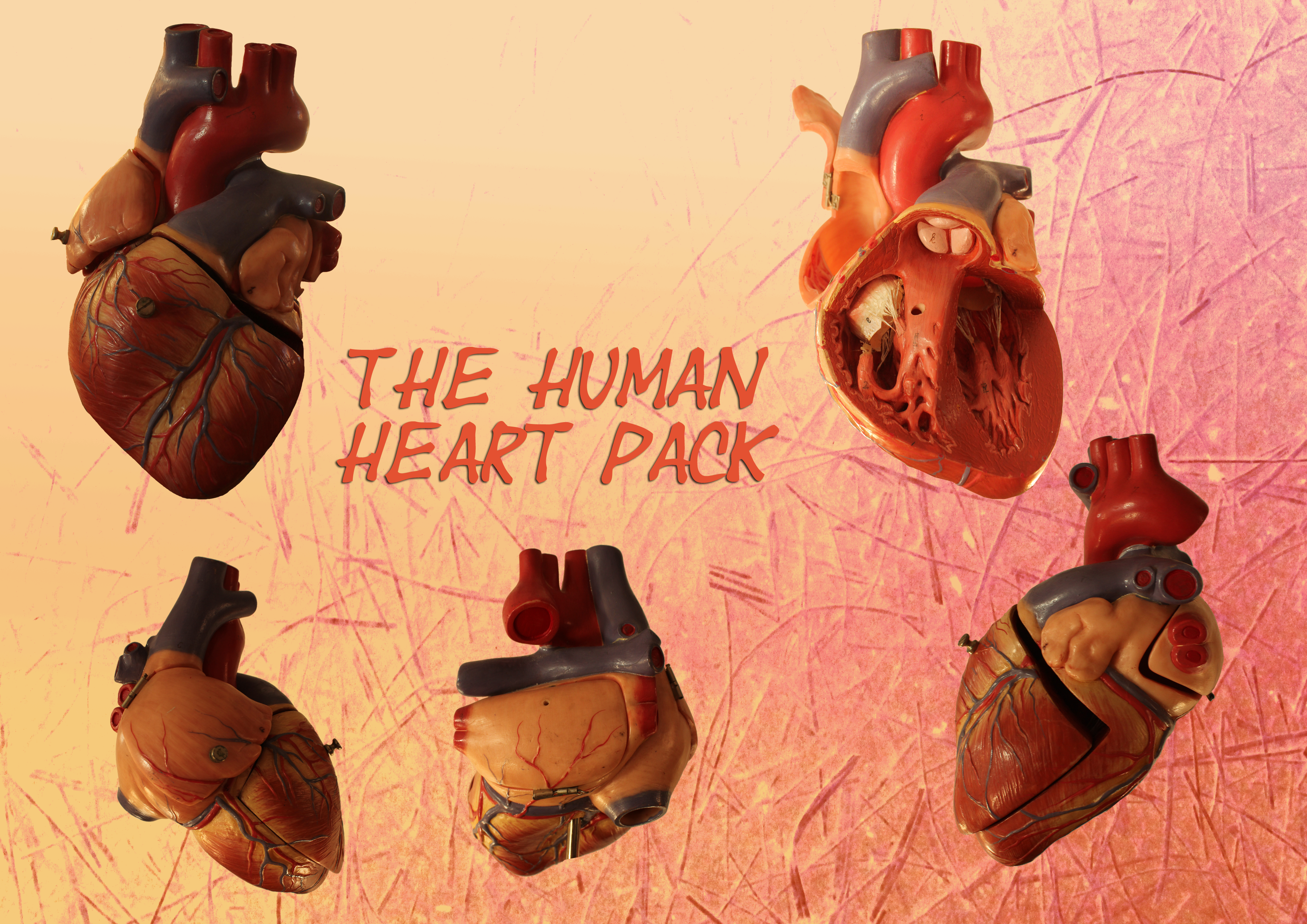 Human Heart Collection by tamaraR-stock on DeviantArt