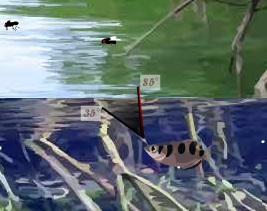 Archer Fish Game