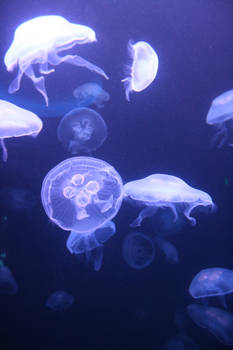 Moon Jellyfish