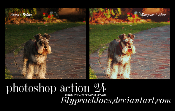 Action dog 24