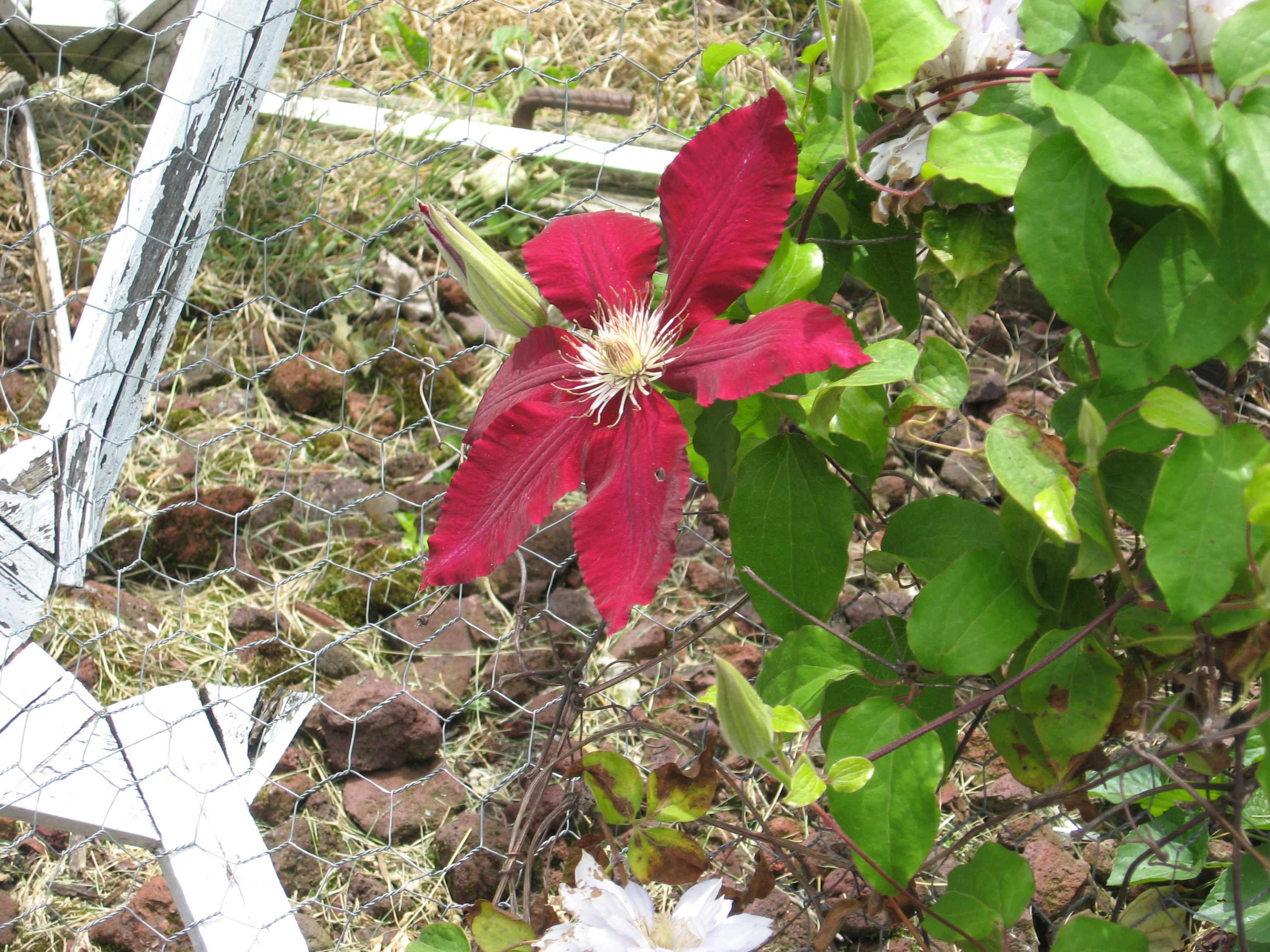 Red clematis