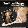 PitBull Puppy Stock Photo Set