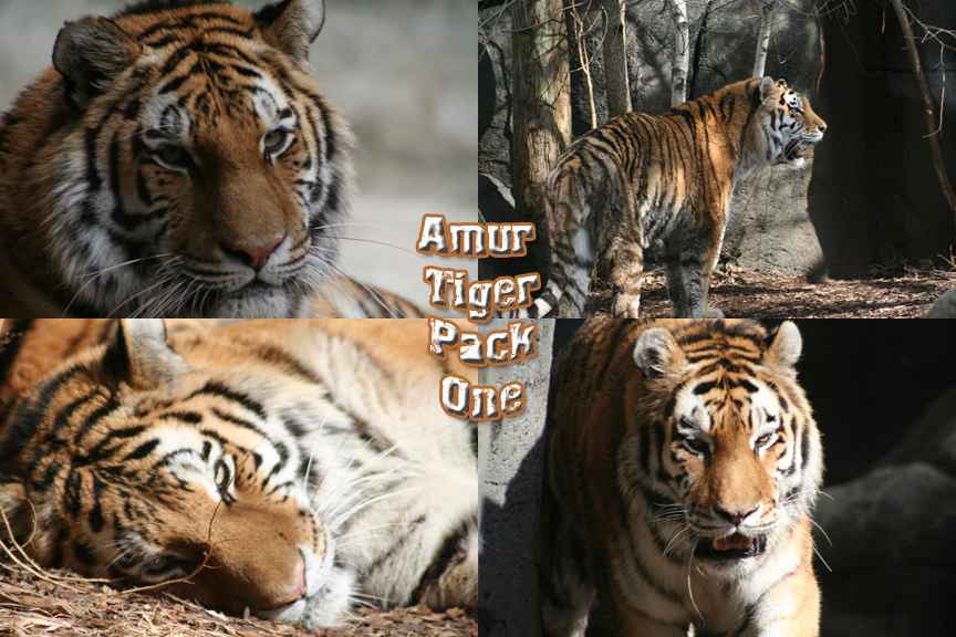 Amur Tiger Pack -1