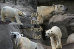 Polar Bear Pack - 1 by Seductive-Stock