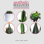 Cacti Png Pack by aestheticrsc