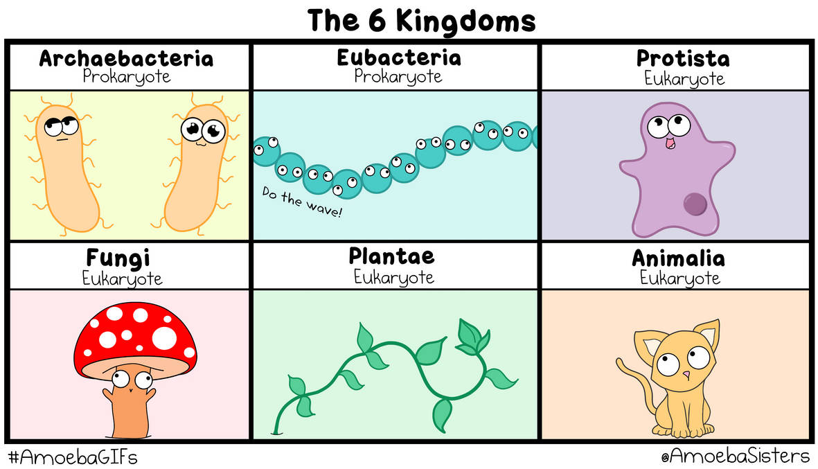 the 6 kingdoms of life gif by