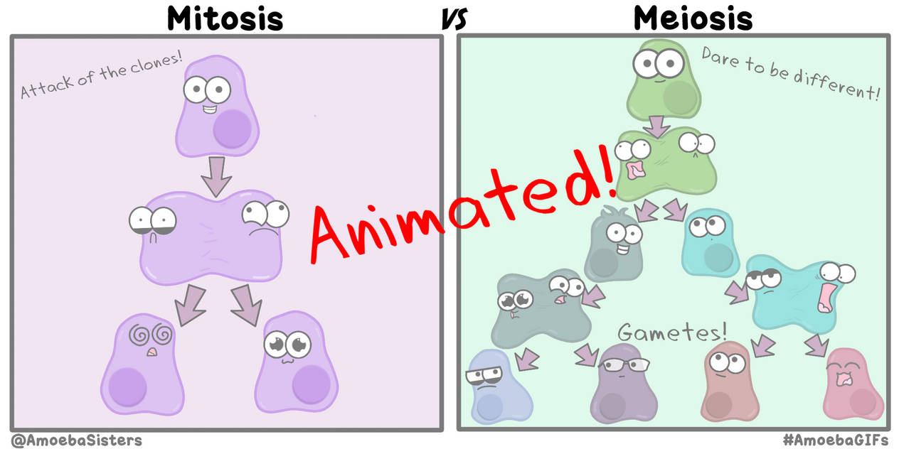 Mitosis Vs Meiosis By Sarinasunbeam On Deviantart