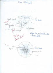 Plant Biology/Botanic Studies (University)