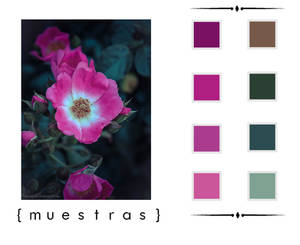 A pink flower. |muestras|