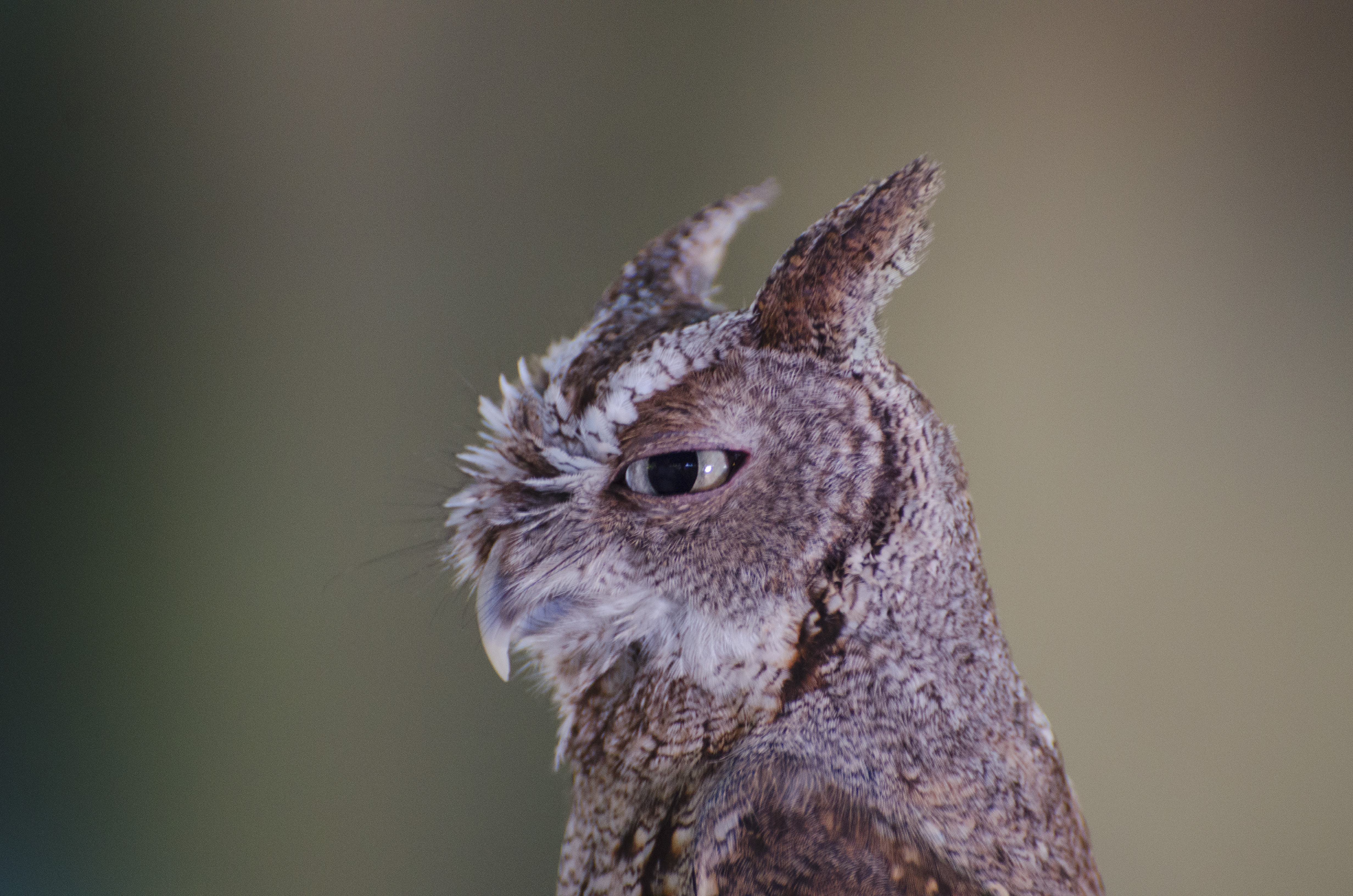 Screech Owl