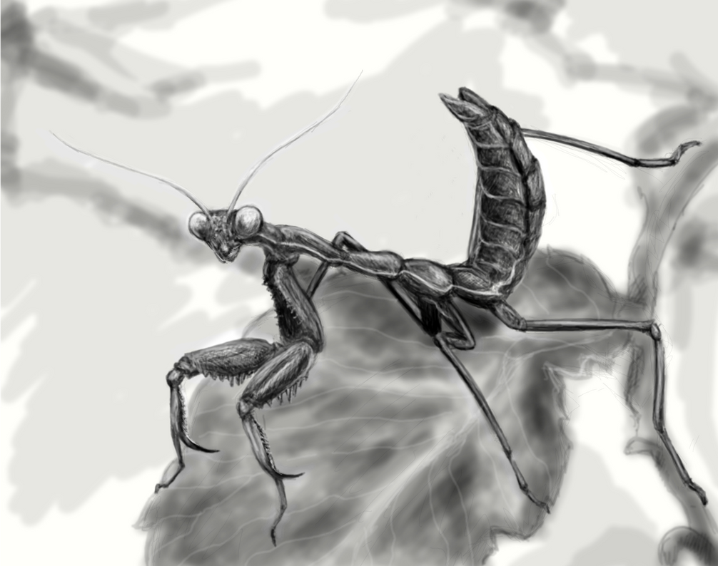Praying Mantis Sketch by ADGood on DeviantArt