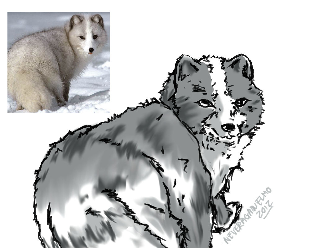 Practice #1 - Arctic Fox