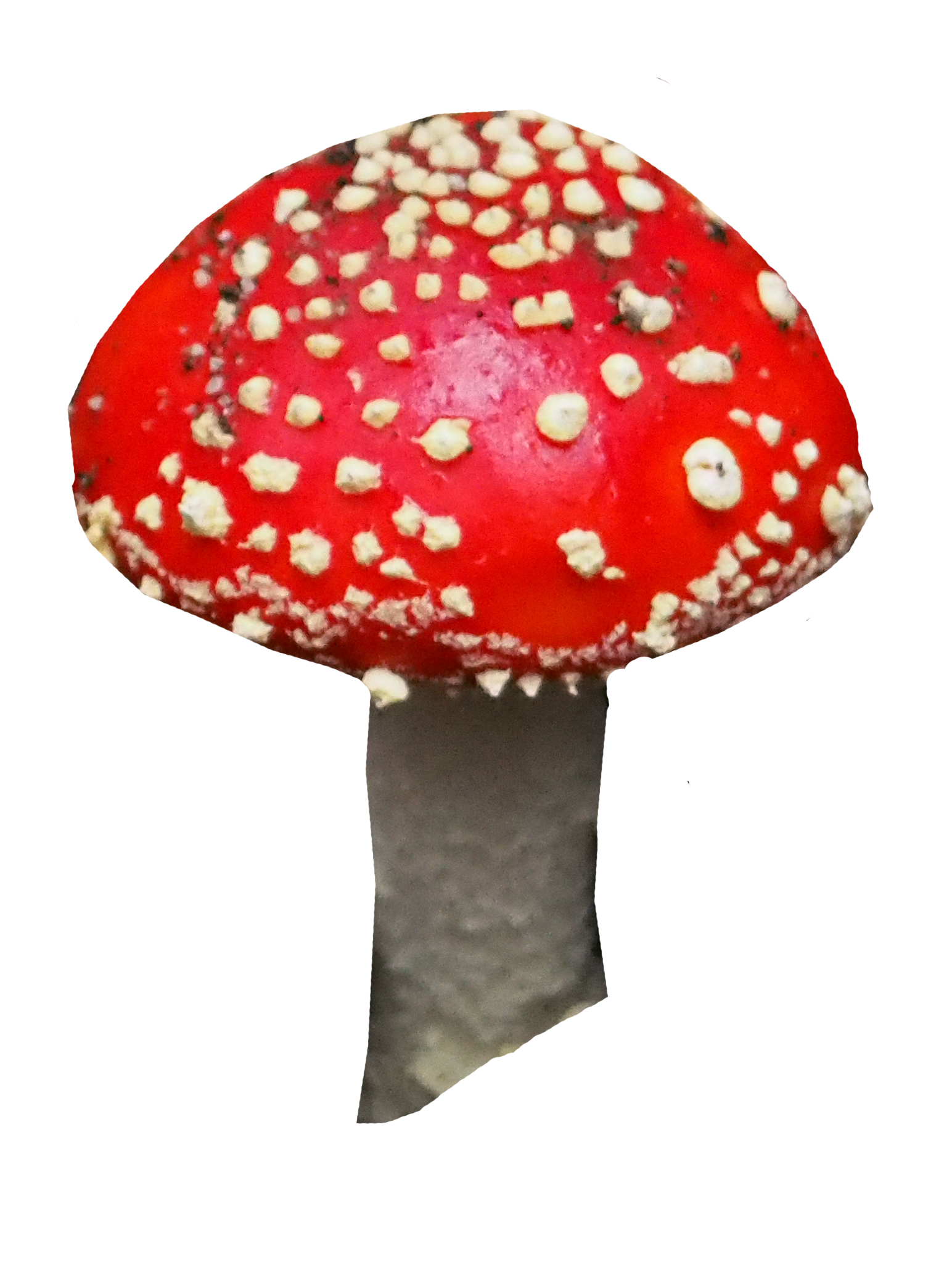 Toadstool Stock