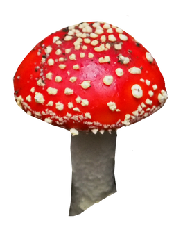 Toadstool Stock