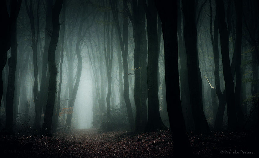 The Pale Forest by Nelleke on DeviantArt