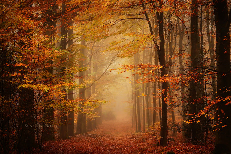 Autumn by Nelleke