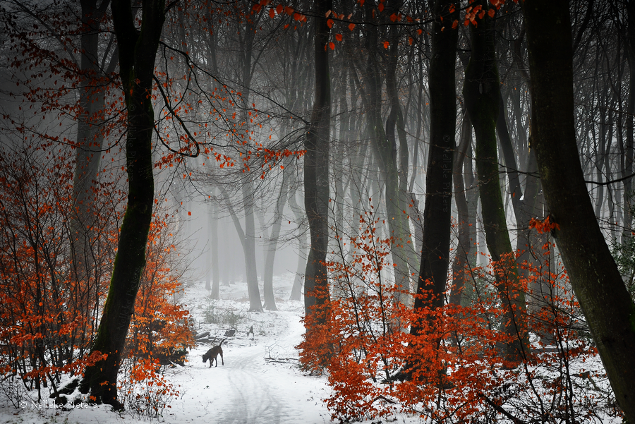 Reds by Nelleke
