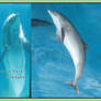 Dolphin Pack 2