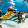 Yellow catfish in hat near pigs pen, underwater