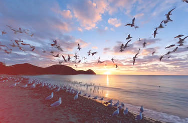 Flock of birds in shape ofname Zarina fly over sea