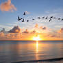 Flock in shape of heart flies over sea at sunset
