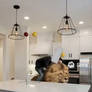 Guy riding lion inside living room. Ai video