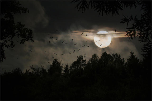 сова ночью. полнолуние страшное. птица в ночном лесу. красивые ночные птицы. ночная птица 3.