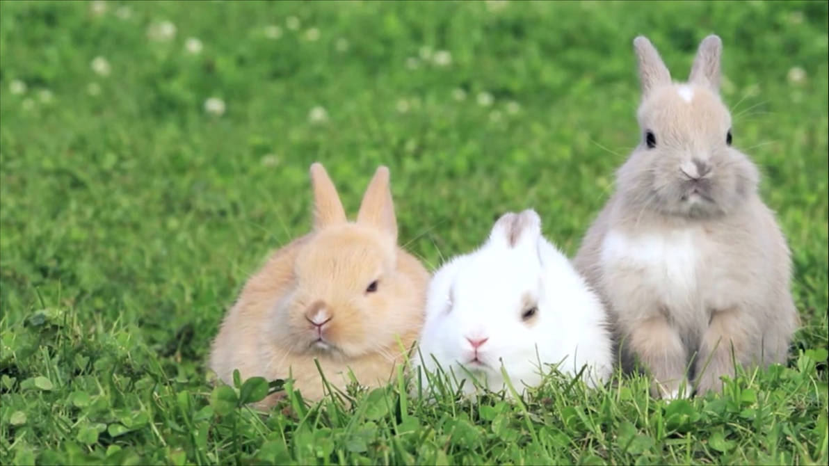 Rabbit Live Wallpaper For Rainwallpaper By Rainysoft On Deviantart