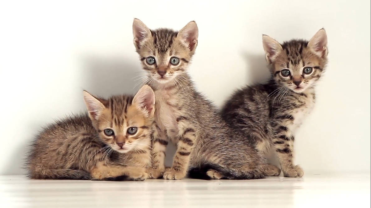 Littlecat Live Wallpaper For Rainwallpaper By Rainysoft On Deviantart