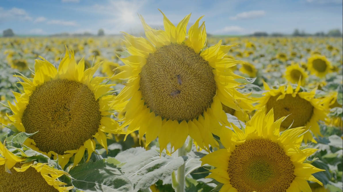 Sunflower Live Wallpaper For Rainwallpaper By Rainysoft On Deviantart