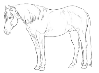 Stock Horse Stallion | Free Lines